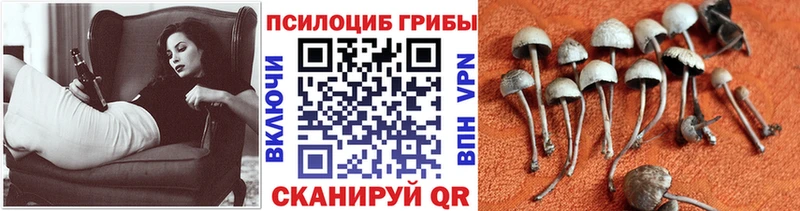 Псилоцибиновые грибы Psilocybine cubensis  наркошоп  Жуковка 